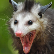 Kotenkoff
