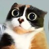котость