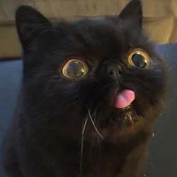 Kedi^_^