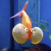 RUBULBULKA