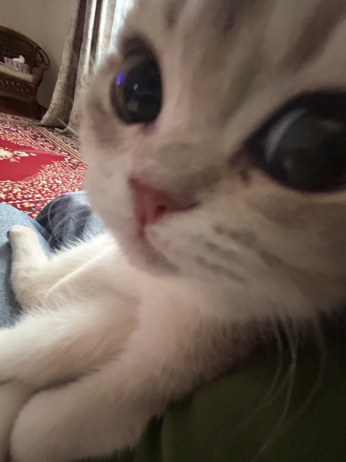 Buba