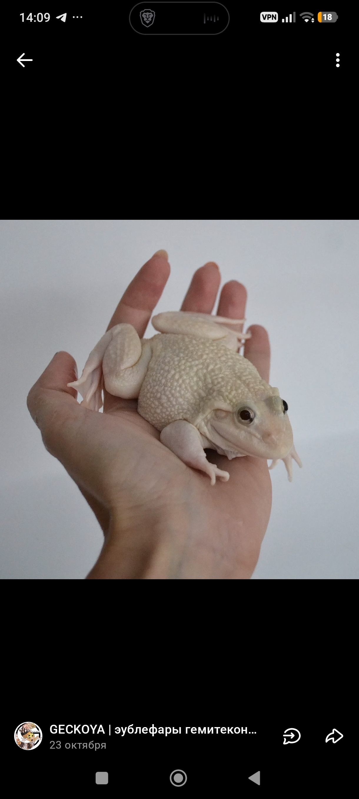 russkij126